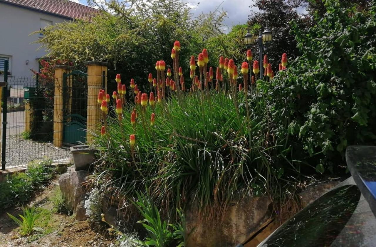 Chez Olivier Et Josette Sur Mulhouse Sud Lägenhet Illfurth Exteriör bild